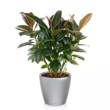 Doniczka Lechuza CLASSICO LS 21/20 srebrny metalik