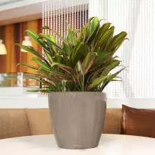 Doniczka Lechuza CLASSICO LS 21/20 taupe-szarobrązowy połysk