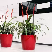 Donica Lechuza CLASSICO LS 43/40 czerwony scarlet połysk