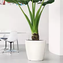 Donica Lechuza CLASSICO LS 50/47 biały połysk