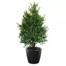 Donica Lechuza CLASSICO LS 50/47 czarny połysk