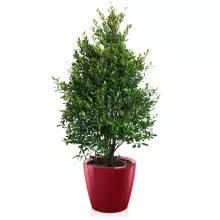 Donica Lechuza CLASSICO LS 50/47 czerwony scarlet połysk