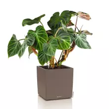 Donica Lechuza CUBE Color 30 muszkatołowy brąz