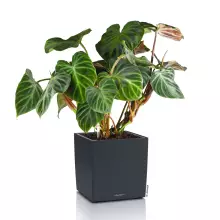 Donica Lechuza CUBE Color 30 szary łupek