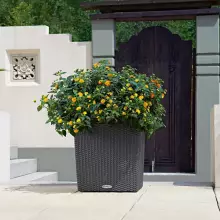 Donica Lechuza CUBE Cottage 40/40/40 granit