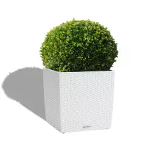 Donica Lechuza CUBE Cottage 50/50/50 biały