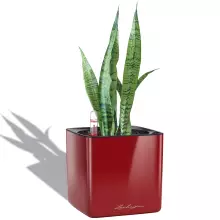 Doniczka Lechuza CUBE Glossy 14 czerwony scarlet połysk