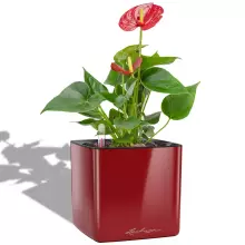 Doniczka Lechuza CUBE Glossy 16 czerwony scarlet połysk