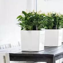 Donica Lechuza CUBE Premium 30 biały połysk