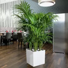 Donica Lechuza CUBE Premium 40 biały połysk