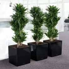 Donica Lechuza CUBE Premium 40 czarny połysk