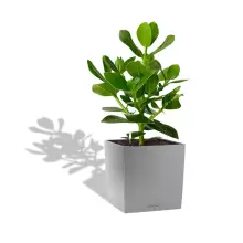 Donica Lechuza CUBE Premium 30 srebrny metalik