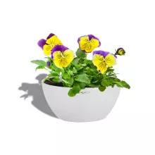 Donica Lechuza CUBETO Stone 30 biały kwarcowy