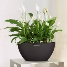 Donica Lechuza CUBETO Stone 40 grafitowy czarny