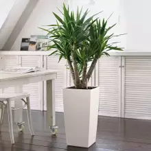 Donica Lechuza CUBICO Color 30/30/56 biały