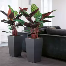 Donica Lechuza CUBICO Premium 30/30/56 antracyt metalik