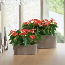 Doniczka Lechuza DELTA 10 30/11/13 muszkatołowy brąz