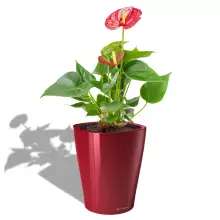 Doniczka Lechuza Deltini czerwony scarlet połysk