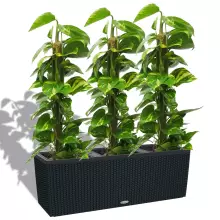 Donica Lechuza TRIO Cottage 30 grafitowy czarny