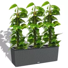 Donica Lechuza TRIO Cottage 30 granit