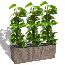 Donica Lechuza TRIO Cottage 30 piaskowy brąz