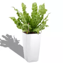 Doniczka Lechuza Maxi-Cubi biały połysk