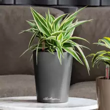 Doniczka Lechuza Mini-Deltini antracyt metalik