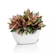 Doniczka Lechuza NAVIO Color 10 biały