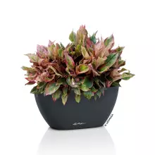 Doniczka Lechuza NAVIO Color 10 szary łupek