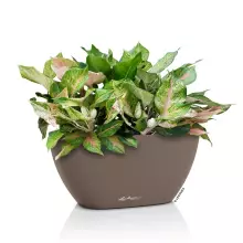 Doniczka Lechuza NAVIO Color 20 muszkatołowy brąz