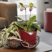 Doniczka Lechuza ORCHIDEA czerwony scarlet mat