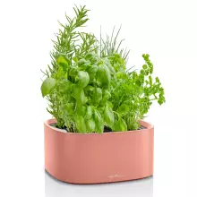 Misa Lechuza Pila koralowy