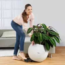 Podstawa z kółkami do donic Lechuza Classico 70