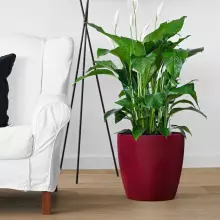 Donica Lechuza CLASSICO Premium 60/56 czerwony scarlet połysk