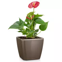 Doniczka Lechuza QUADRO LS 21/21/20 taupe-szarobrązowy połysk