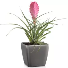 Donica Lechuza QUADRO LS 35/35/33 antracyt metalik