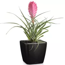 Donica Lechuza QUADRO LS 35/35/33 czarny połysk