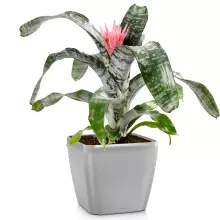 Donica Lechuza QUADRO LS 43/43/40 srebrny metalik