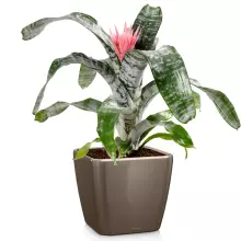 Donica Lechuza QUADRO LS 43/43/40 taupe-szarobrązowy połysk