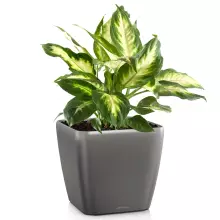 Donica Lechuza QUADRO LS 50/50/47 antracyt metalik