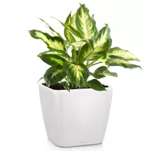 Donica Lechuza QUADRO LS 50/50/47 biały połysk