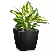 Donica Lechuza QUADRO LS 50/50/47 czarny połysk