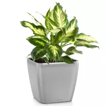 Donica Lechuza QUADRO LS 50/50/47 srebrny metalik