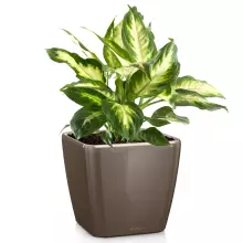 Donica Lechuza QUADRO LS 50/50/47 taupe-szarobrązowy połysk