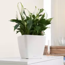 Doniczka Lechuza QUADRO LS 28/28/26 biały połysk