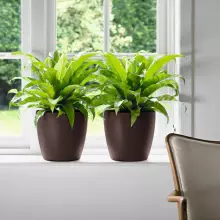 Doniczka Lechuza CLASSICO Color 18/17 muszkatołowy brąz