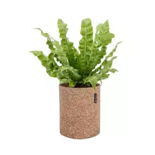 Donica Lechuza TRENDCOVER 23 korek naturalny ciemny