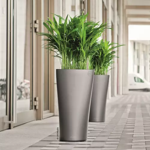 Młoda Areca w antracytowej donicy Delta