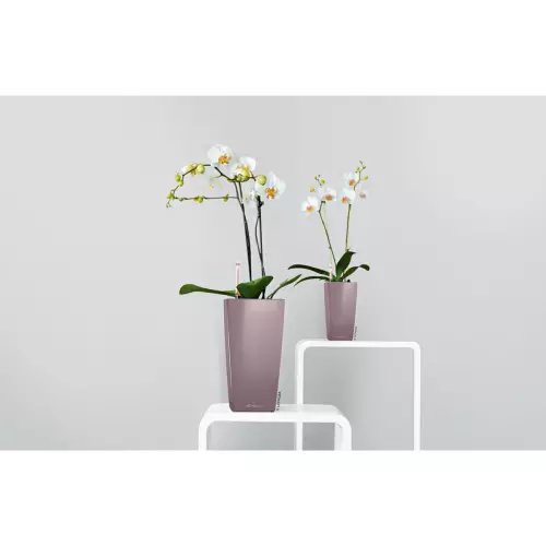 Doniczki Mini-Cubi i Maxi-Cubi są idealne do storczyków