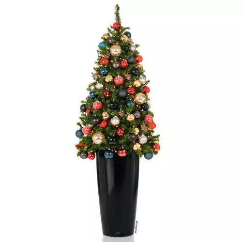 Choinka w czarnej donicy Lechuza Rondo 40